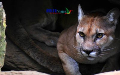 A Importância Espiritual do Condor, do Puma e da Serpente na História Peruana
