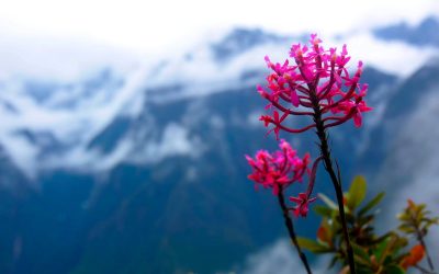 Orquídeas em Machu Picchu