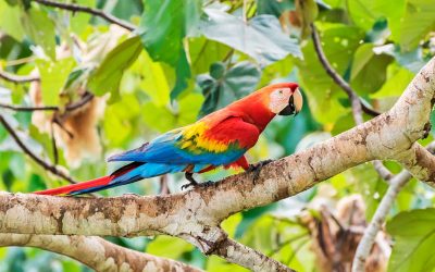 Parque Nacional de Manú